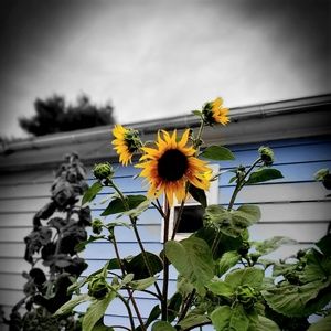 Meet your Posher, Ella